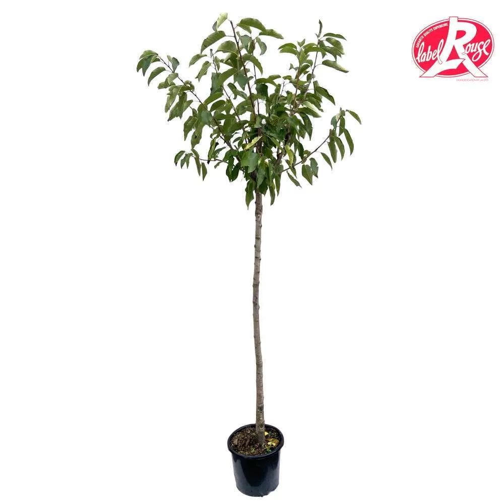 Cerisier griotte de Montmorency en 1/2 tige, Label Rouge : pot 15L