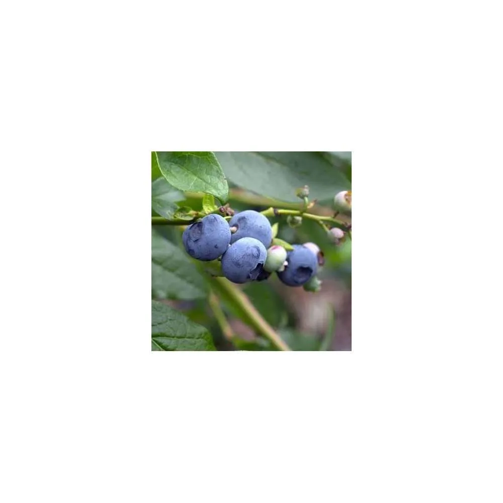 Myrtillier 'Patriot' : pot de 5 litres